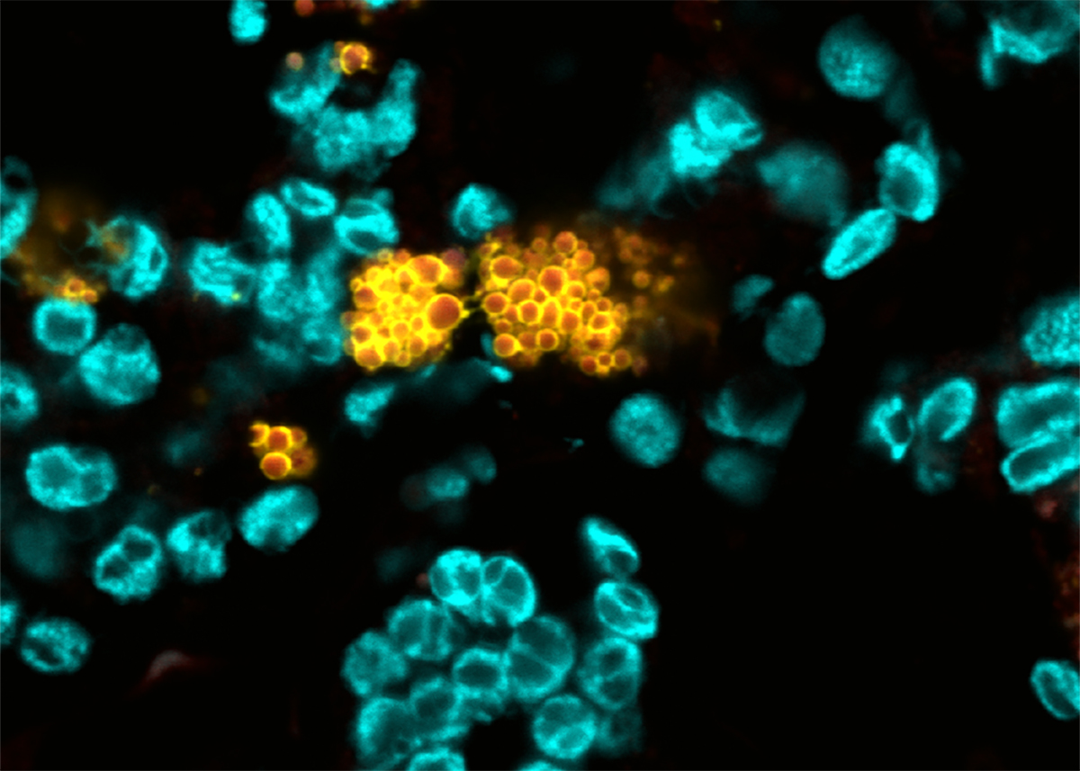 Molecular Plant Sciences Program image.