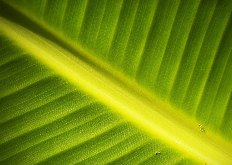 Plant Research Laboratory image.