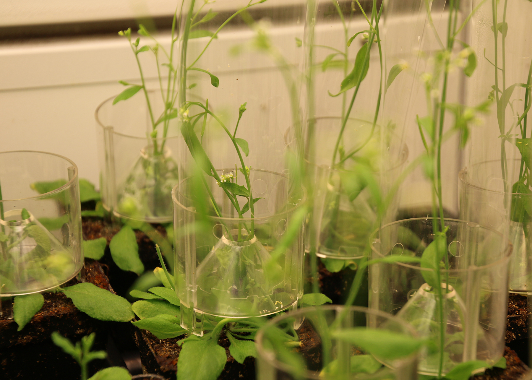 Department of Plant Biology image.